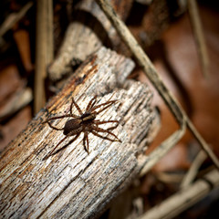 Spinne