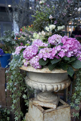 Hydrangea garden