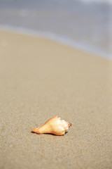 Fototapeta na wymiar close up of shell on beach