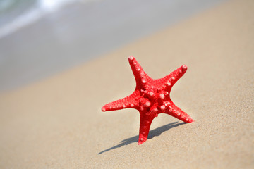 close up red starfish on beach