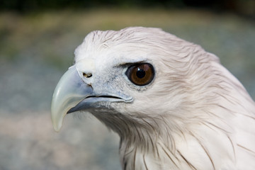 Eagle