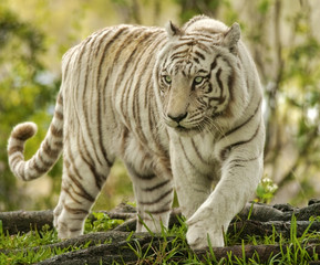 Fototapeta na wymiar Biały Tygrys Bengalski Zbliżając