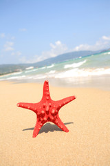 Fototapeta na wymiar close up red starfish on beach
