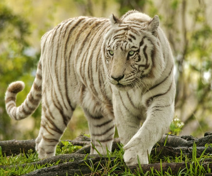 White Bengal Tiger Approaching