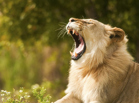 Lion Showing Teeth