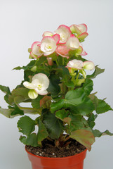 Begonie - Begonia 02