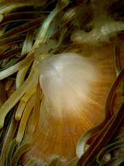 Anemone coral
