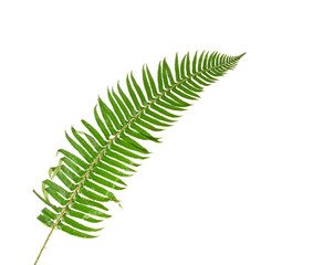 Green fern leaf isolated on white