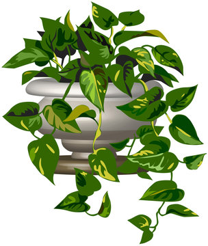 pothos nel vaso