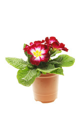 Primula bedding plant