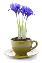 growing iris flowers in a cup