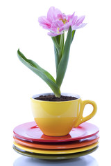 growing tulip in a cup