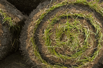 grass turf