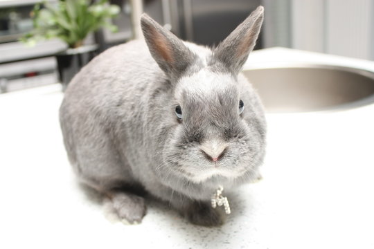 Un lapin dans la cuisine