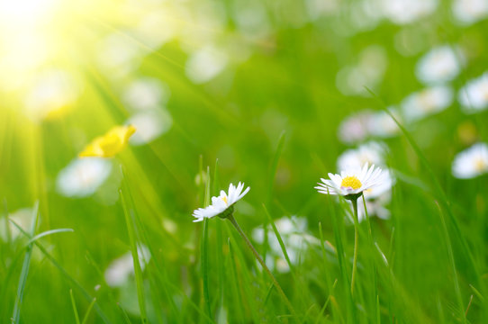 White daysies on green grass background