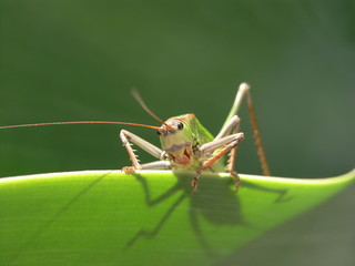 Heuschrecke