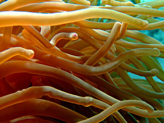 Bubble anemone coral