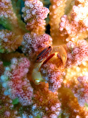 Coral crab