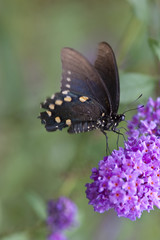 Black Swallowtail Butterfly (Papilio Polyxenes)