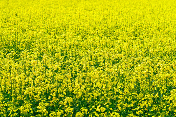 Rape field