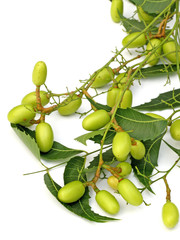 neem, lilas des Indes, plante médicinale, fond blanc