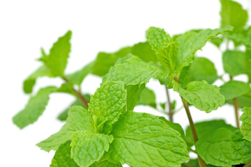 menthe, fond blanc © Unclesam