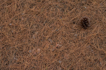 pine cone