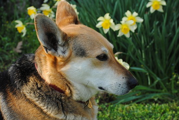 cane fra i fiori