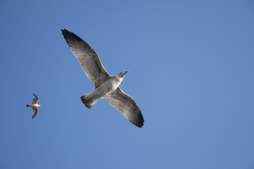 Sea gull in air