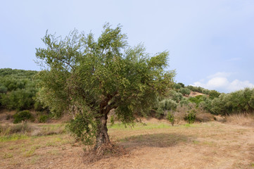 Obraz premium Olive tree