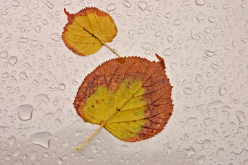 Fototapeta na wymiar Leaves and glass