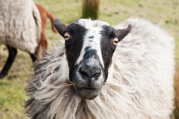 Head of a sheep