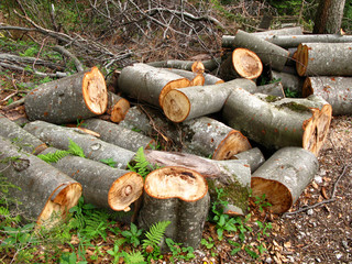 sawed trees