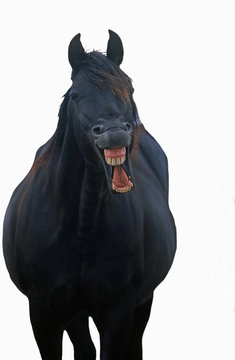 poney welsh hennissant avec un grand sourire