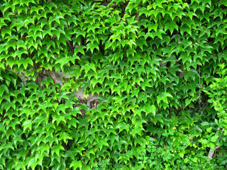 Obraz premium climbing ivy