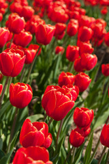 Red tulips