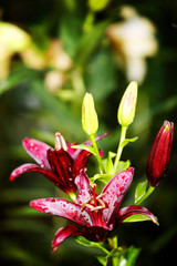 Lilly  flower closeup
