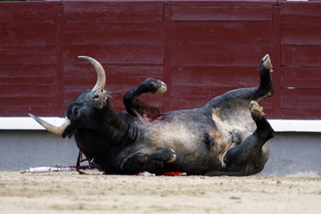 toros