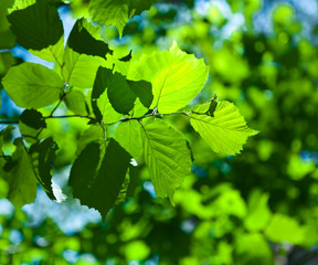 green fresh foliage