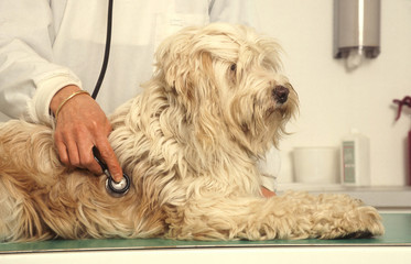 auscultation d'un chien par le vétérinaire