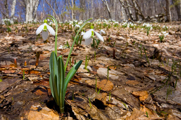 snowdrops flowers