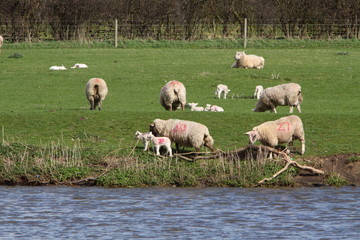 Obraz premium spring time