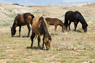 Pryor Mountain mustangs