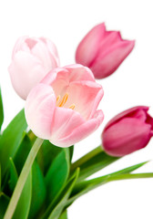 Fototapeta premium Tulip