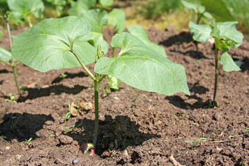 Young plants