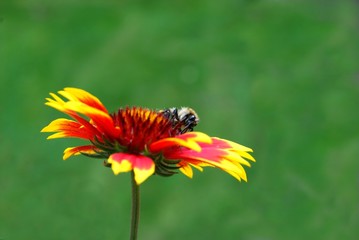 Biene auf rotgelber Blume