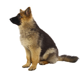 puppy of german shepard dog