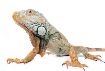 iguana