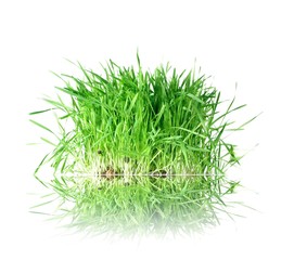 grass from roots