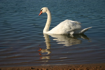 Fototapeta premium Schwan